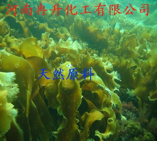 褐藻糖胶用途 褐藻糖胶使用方法