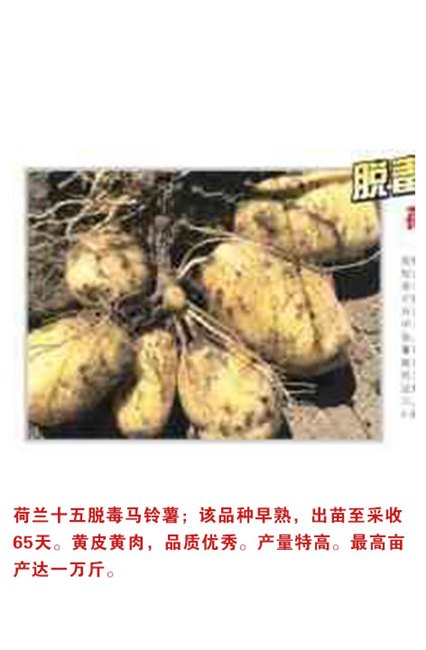吉林省土豆种子||吉林省土豆种子价格【环球种业】☆