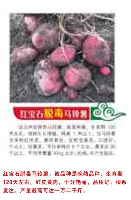吉林省土豆种子公司||吉林省土豆种子哪家好☆