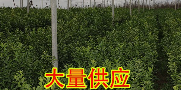 娄底哪里有柑橘苗买