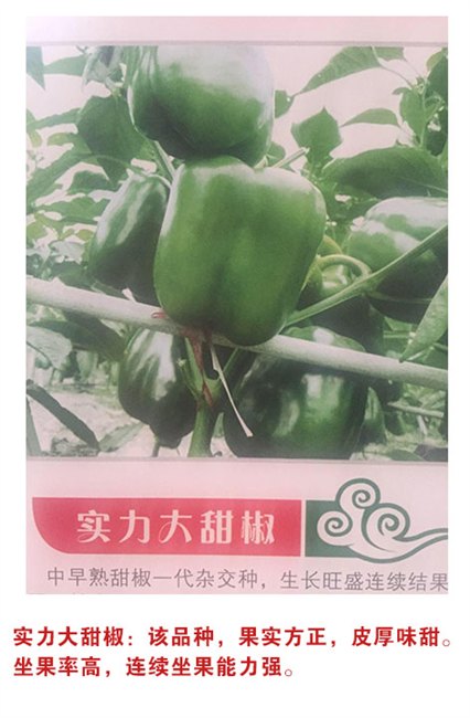 吉林省甜椒种子价格||吉林省甜椒种子哪家好☆
