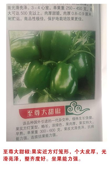 黑龙江甜椒种子公司【环球种业】☆