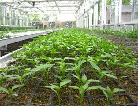 宝齐肥料唐县育苗基质批发唐县哪有卖育苗基质的