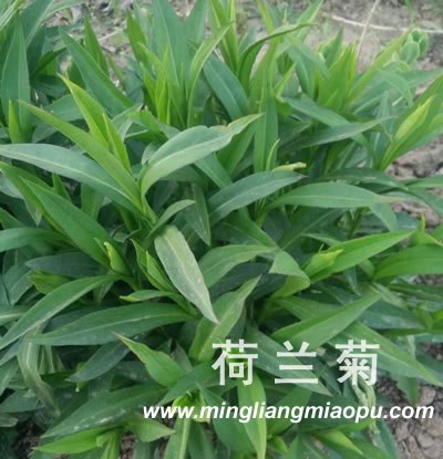 内蒙古盆装荷兰菊/内蒙古盆装荷兰菊厂家