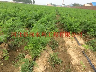 河津市赵家庄微滴带|专业优质产品