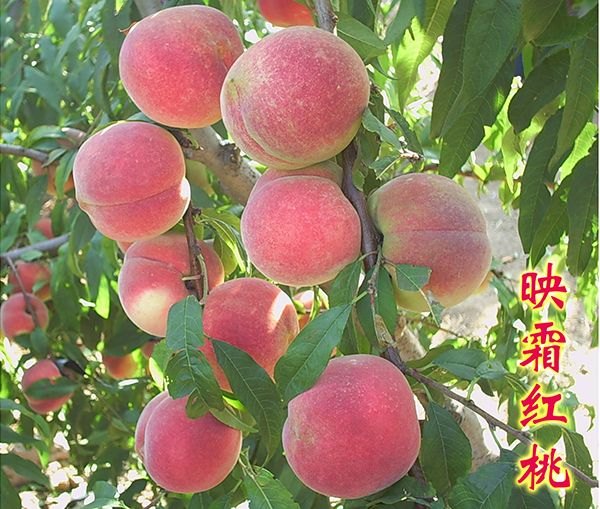 映霜红晚桃树苗