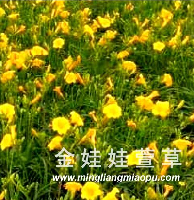 盆装大花萱草出售/盆装大花萱草低价出售