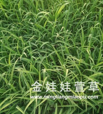 盆装大花萱草基地/盆装大花萱草销售基地