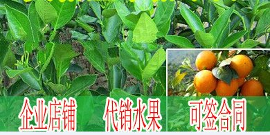 广东哪里有广东贡柑苗卖