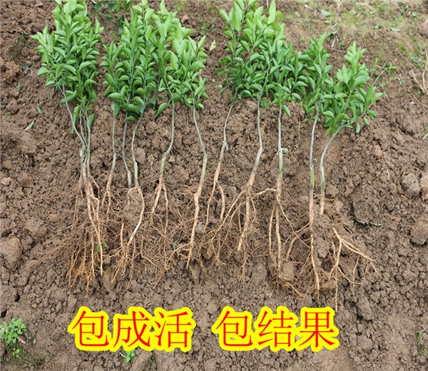 怀化哪里有w默科特苗销售