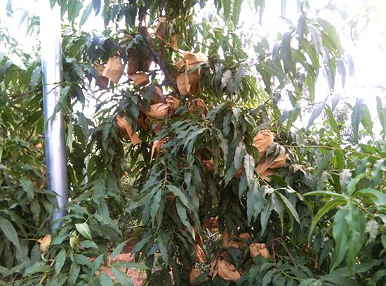 映霜红桃苗种植基地