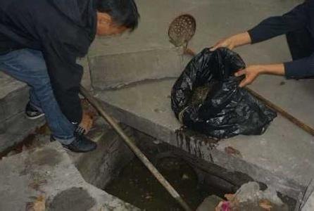 专业蔡甸区化粪池清掏
