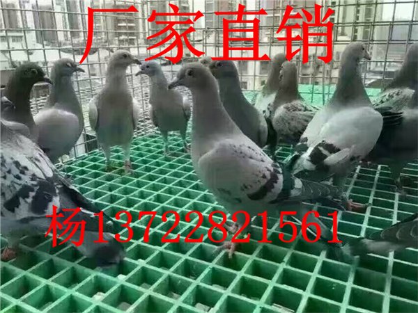 玻璃钢格栅鸽舍地网地沟盖板质量好