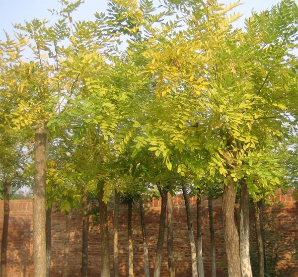 山东金叶槐种植基地