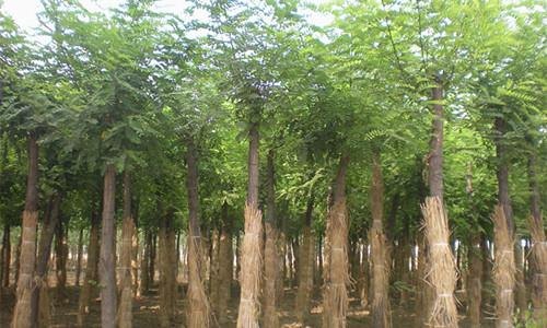 2017年刺槐树价格优惠