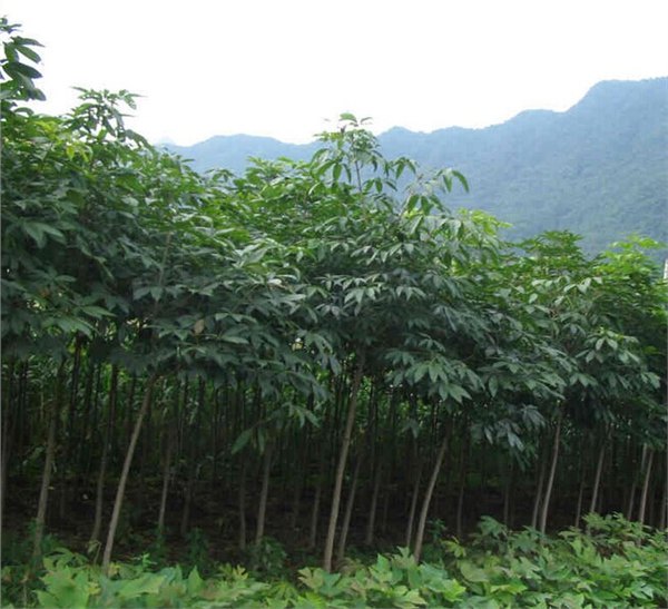 买七叶树小苗首选枫林苗木