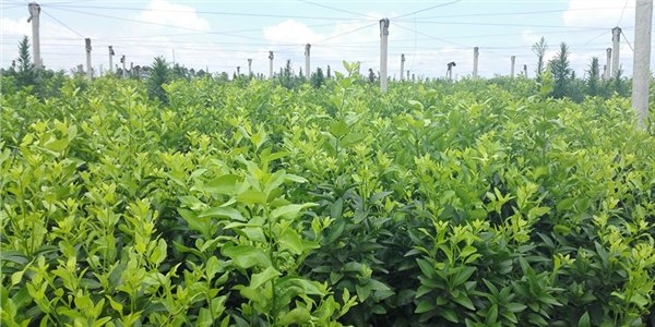河源哪里有果树苗供应