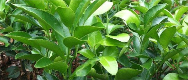 河源哪里有夏橙果苗销售