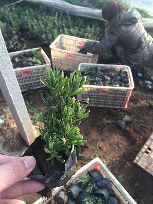 山东薰衣草小苗批发