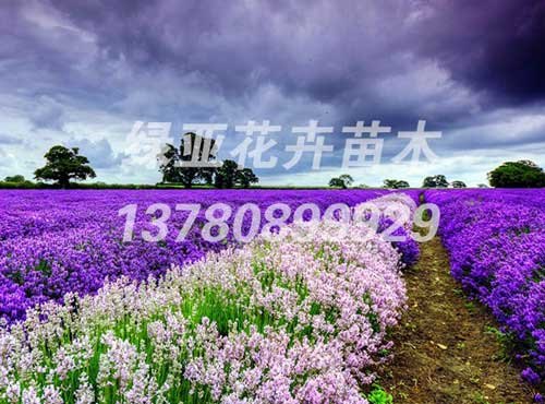 山东薰衣草小苗价格