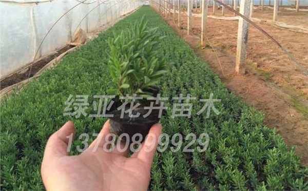 优质的山东薰衣草小苗