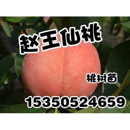 邯郸桃树苗厂家赵王仙桃苹果苗