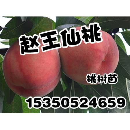 安阳桃树苗厂家赵王仙桃果树苗