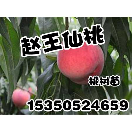 安阳桃树苗价格赵王仙桃占地树
