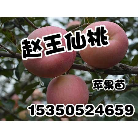 邯郸苹果苗价格赵王仙桃毛桃苗产量高