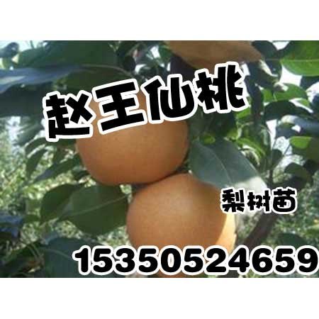 邯郸梨树苗价格赵王仙桃占地树