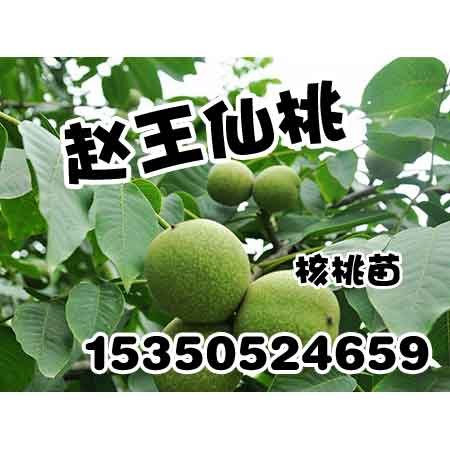 邯郸核桃苗厂家赵王仙桃桃树苗基地