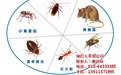 供应专业杀虫，白蚁防治，专业灭鼠，杀白蚁，杀灭虱子跳蚤臭虫