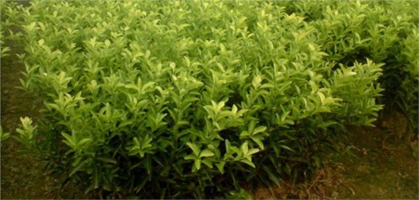 江门哪里有青皮蜜桔苗卖