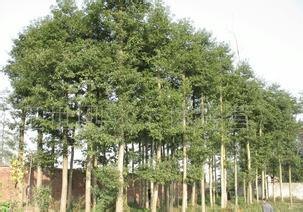 供应中华楠木 玉林楠木苗基地 亿号火力楠苗 十号金丝楠苗