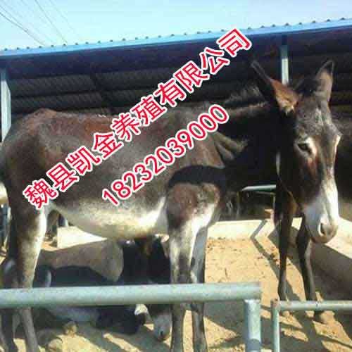 养驴场，价格低，品质好，邯郸凯金养殖场
