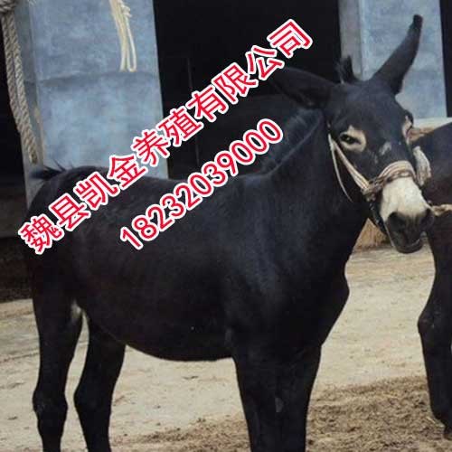 养驴场，专业养殖基地，邯郸凯金养殖场