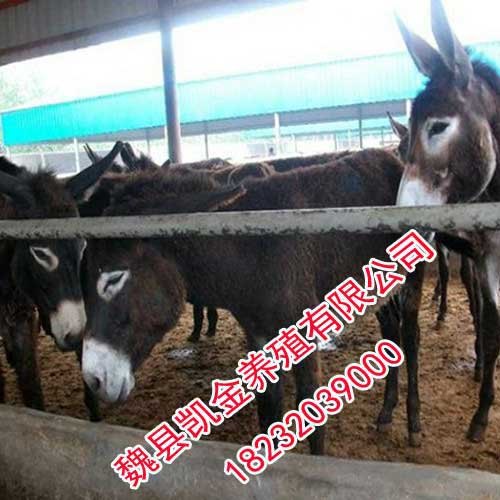 养驴基地，提供优良品种，邯郸凯金养殖基地