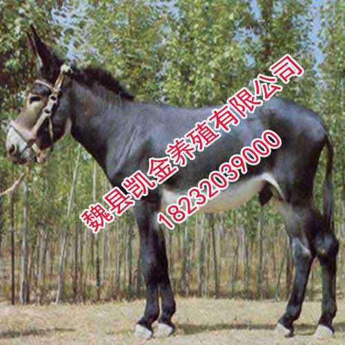 养驴基地，免费提供养殖技术，邯郸凯金养殖基地
