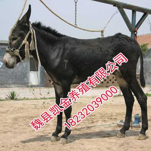 德州驴，品种优，适应性强，邯郸凯金养驴场