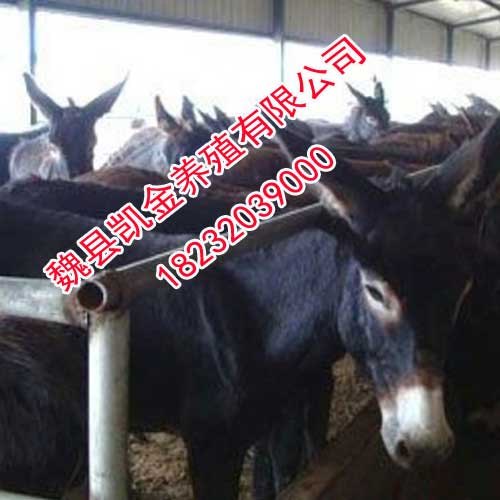 关中驴，易饲养，耐粗粮，邯郸凯金养驴场