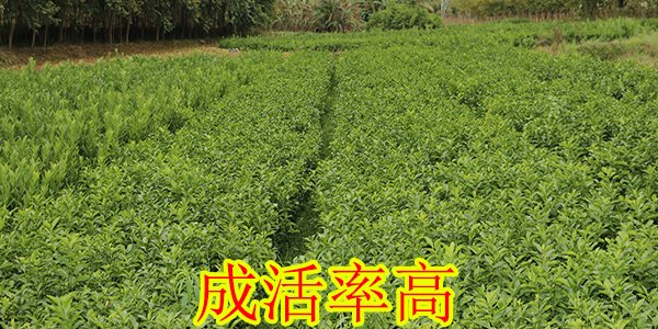 江门皇帝柑树苗价格多少钱