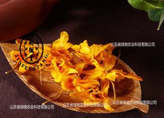 山东东营种植的铁皮石斛滋阴壮阳，改善不孕不育体质