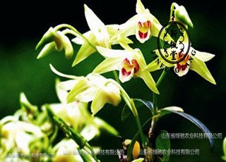 山东东营铁皮石斛能食疗食补让健康离您更近