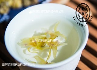 山东东营铁皮石斛是当之无愧的九大仙草之首    
