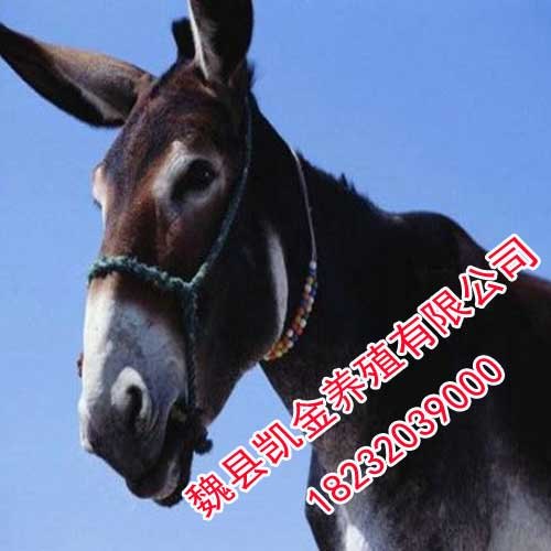 三粉驴，成本低，利润高，邯郸凯金养驴场