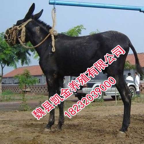 乌头驴，常年提供优质黑驴，邯郸凯金养驴场
