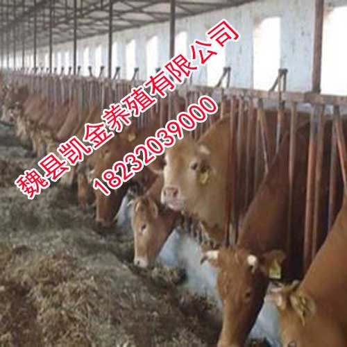 鲁西黄牛，高品质的优质牛，邯郸凯金养殖场