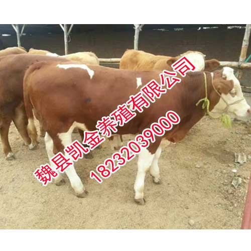 西门塔尔牛，全国优良肉牛，邯郸凯金养殖基地