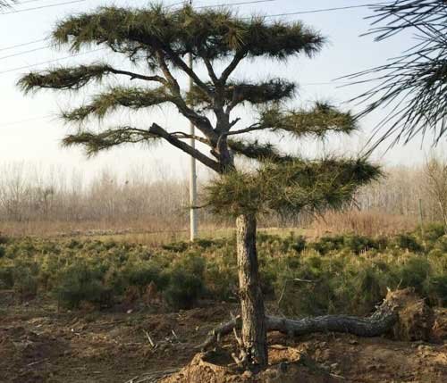景松种植基地