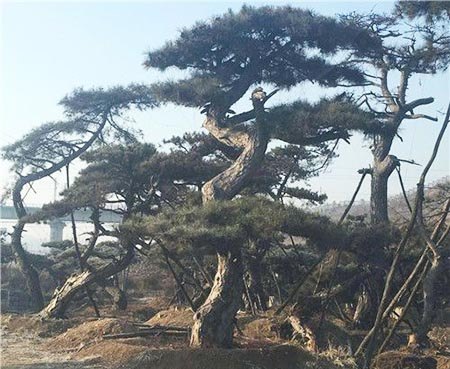 造型黑松种植基地